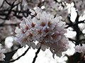 4月2日