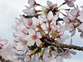 4月3日