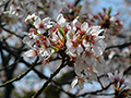 4月6日