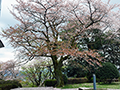 4月8日