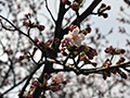4月5日
