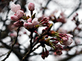 4月6日