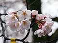 4月7日