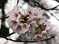 4月9日