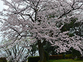 4月11日
