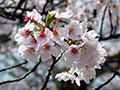 4月12日