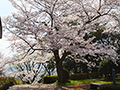 4月13日
