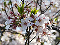 4月14日
