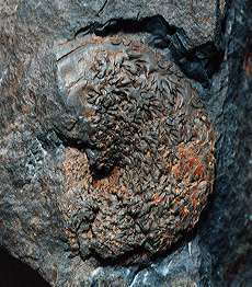 Phylloceras sp. A