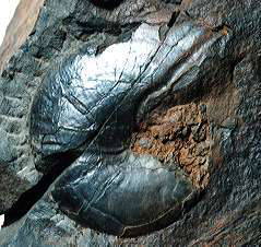 Phylloceras sp. C