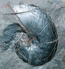 Holcophylloceras sp. A