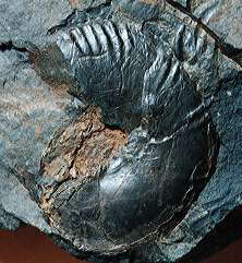 Ptychophylloceras sp.