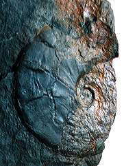 Oxycerites cf. oppeli