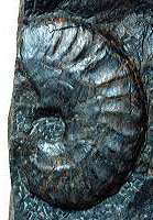 Oxycerites cf. sulaensis