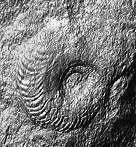 Oxycerites cf. subcostarius