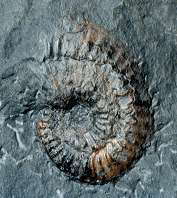 Ochetoceras sp.