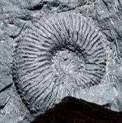 Keppelerites sp.