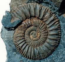 Pseudoneuqueniceras yokoyamai