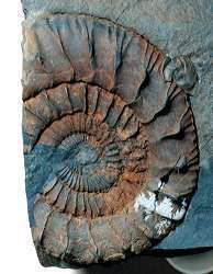 Pseudoneuqueniceras yokoyamai