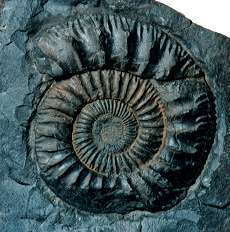 Pseudoneuqueniceras yokoyamai