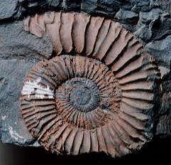 Pseudoneuqueniceras yokoyamai