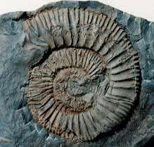 Pseudoneuqueniceras yokoyamai