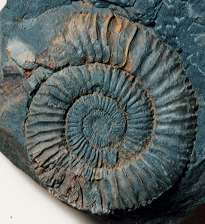 Pseudoneuqueniceras yokoyamai