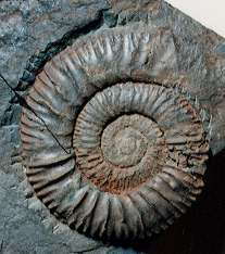 Pseudoneuqueniceras yokoyamai
