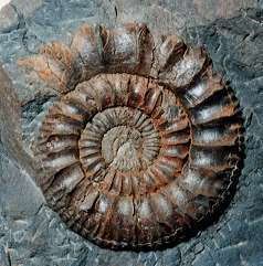 Pseudoneuqueniceras maedai