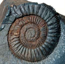 Pseudoneuqueniceras yokoyamai
