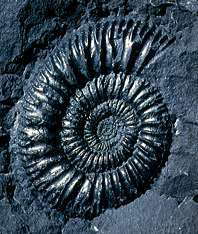 Pseudoneuqueniceras yokoyamai
