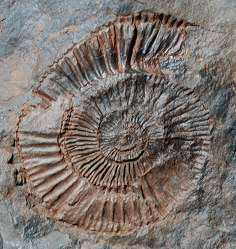 Pseudoneuqueniceras yokoyamai