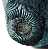 Choffatia sp.