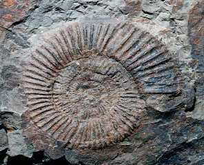 Kranaosphinctes matsushimai
