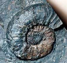 Euaspidoceras sp.