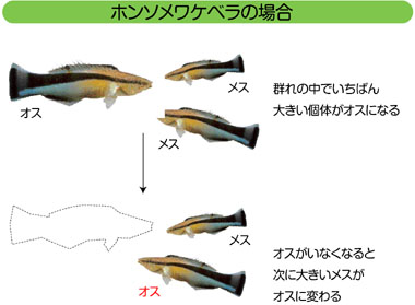 z\Px̏ꍇE}
