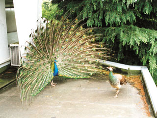 ChNWÑIXƃX