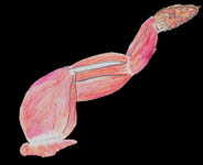 muscle
