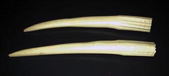 tusk