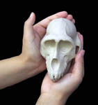 macaca