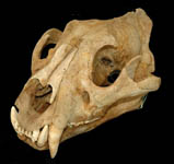 skull