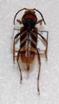 torakamikiri