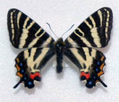 springtiger