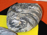 toraisi