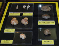 shells